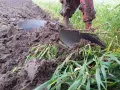 Pług z przedpłużkami w akcji. Dowiedz się, jak ustawić przedpłużki w pługu, by orka była efektywna.