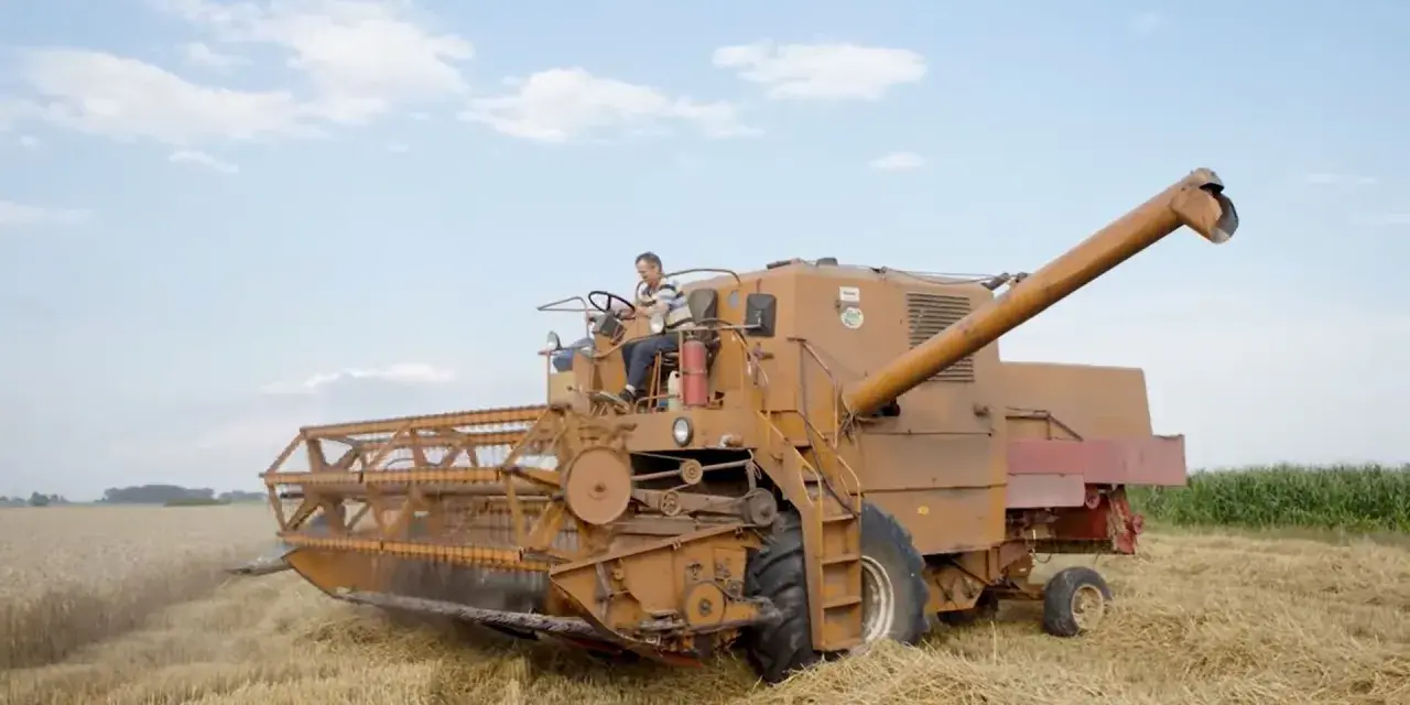 Kombajn zbożowy w akcji. Rolnik za sterami, a pytanie brzmi, ile pali bizon na hektar?