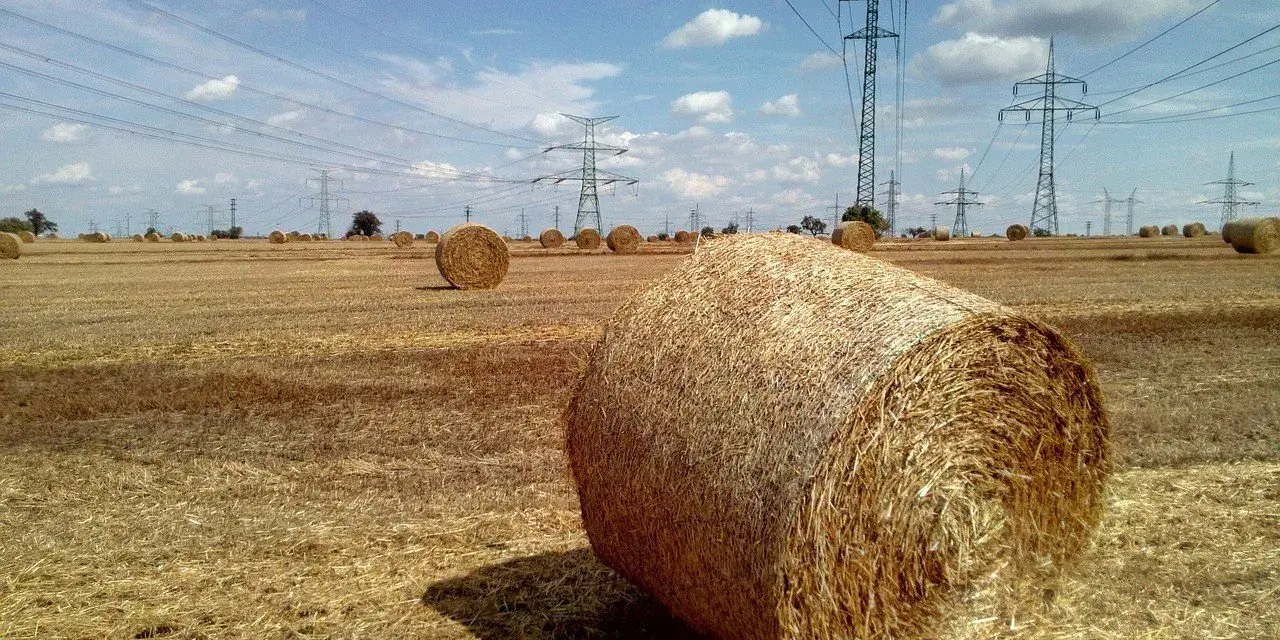 Pole pełne słomy, gdzie każdy balot, choć nie wiemy ile waży, stanowi część krajobrazu pod liniami energetycznymi.