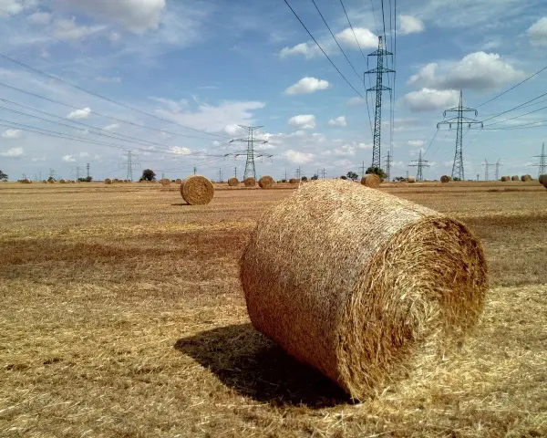 Pole pełne słomy, gdzie każdy balot, choć nie wiemy ile waży, stanowi część krajobrazu pod liniami energetycznymi.
